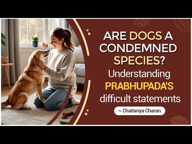 Are dogs a condemned species? -- Understanding Prabhupada's difficult statements | Alachua, USA